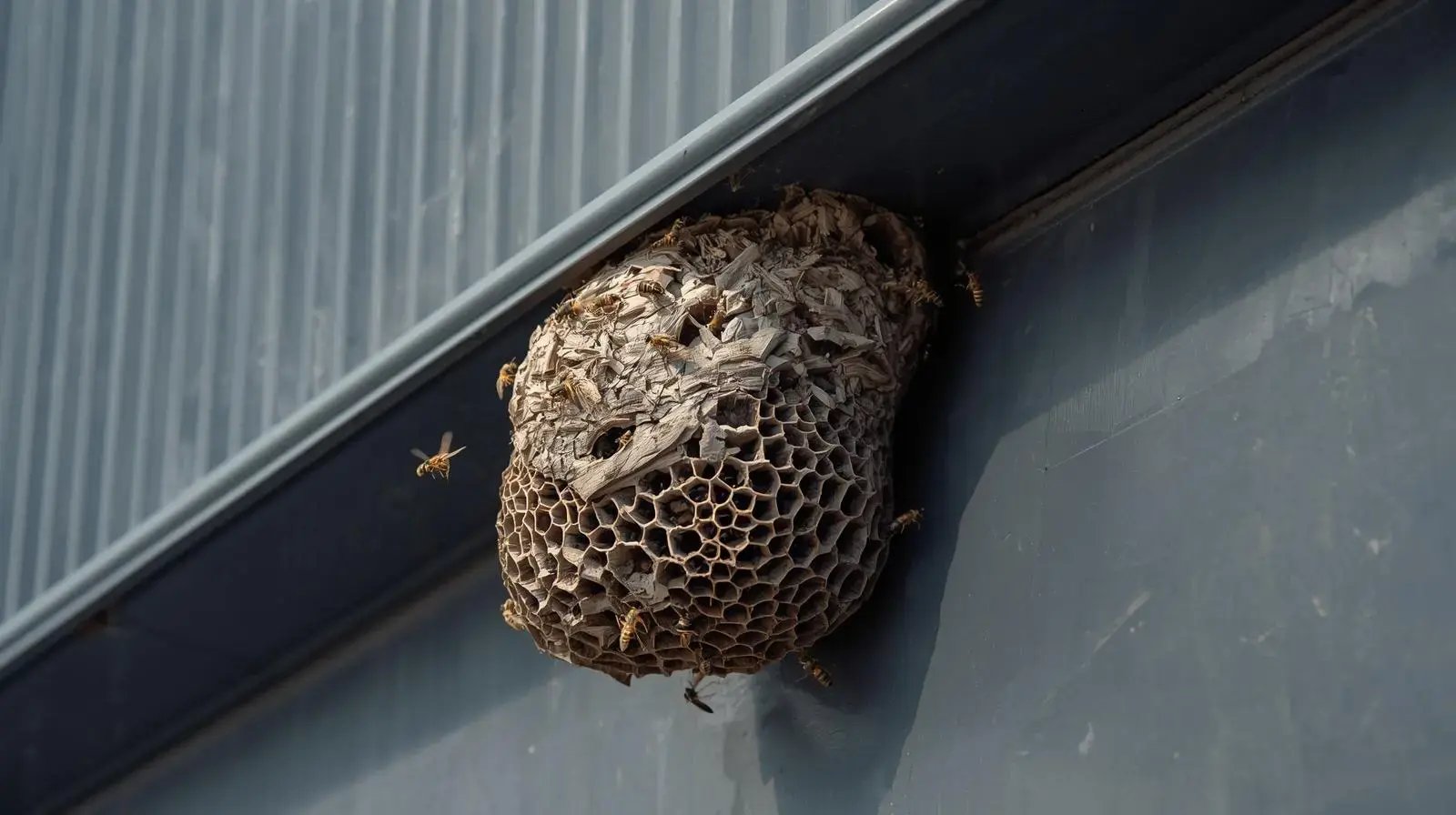 A wasps nest attached to the side of an office block that is about to get removed by Jaguar Contract Cleaning Services who offers commercial pest control services across Kent, London, Surrey, Sussex, Essex, and the wider South East of England.