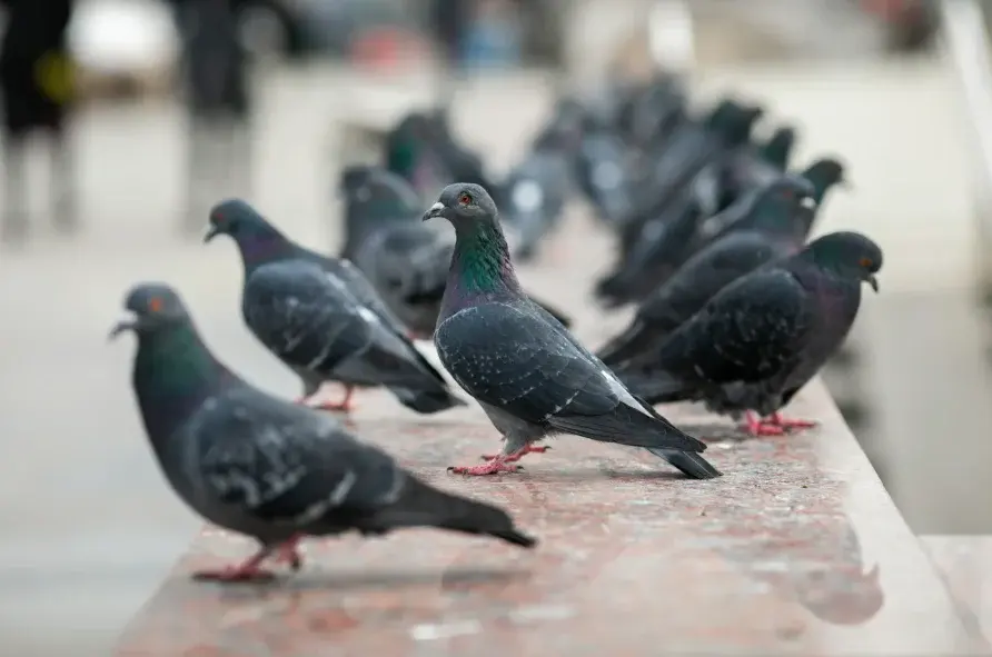 A group of pigeons outside of a commercial property showcasing one of the most common pests which impact businesses.